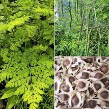 HSE 30 Organic Moringa Oleifera Drumstick Seeds Non-GMO for Sprouting, Planting, - $20.94