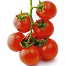 ArfanJaya Tomato SeedsSweet Large Cherry Tomato Heirloom 100+ Non Gmo - £7.27 GBP