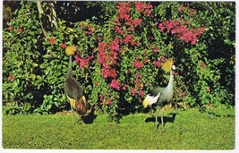 Florida Postcard Golden Crested Cranes Africa Sarasota Jungle Garden - £1.69 GBP