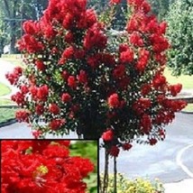 35 Red Crape Myrtle Tree Drought Tolerant Shrub Perennial Flower Seeds Gardening - £8.04 GBP