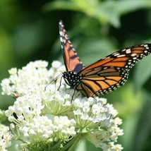 Fresh Milkweed Swamp White Asclepias Perennial Monarch Butterfly Host Plant 50 S - $11.96