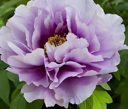 10 Seeds Heirloom &#39;Xin Shou&#39; Light Purple Peony Plant Flower - $10.00