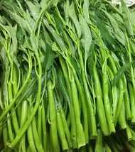 Thai Water Spinach seeds Ong Choy Kangkong Kong Xin Cai Garden Vegetable - €4,36 EUR