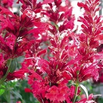 50 Red Heather Queen Agastache Long -Lasting Flower Seeds Fresh USA Fast Shippin - £15.00 GBP