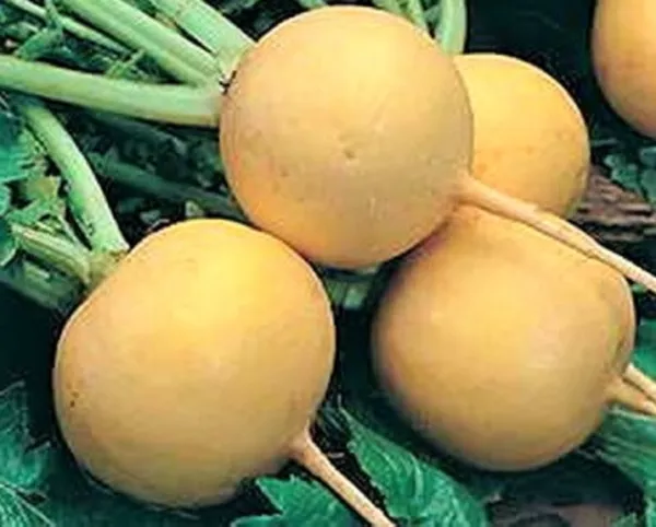 Golden Ball Turnip Seeds 500+ Seeds Non-Gmo Fresh - $4.98