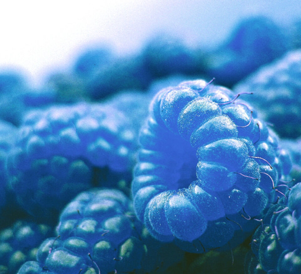 Blue Raspberry Bush Edible Berry Fruits 40 Seeds - Seeds & Bulbs