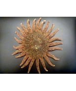 Spiny sunstar 6 - 8&quot; sunflower starfish ocean beach decor multileg seastar - $304.63 MXN
