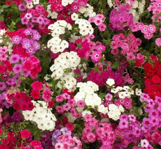 300 Seeds Phlox Mixed Colors Heirloom Seeds Deliver Quick Stunning Gardens - $8.35