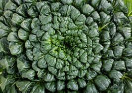 SEPT Tatsoi 200 4000 Seeds Green Asian Mustard Thick Tender High Vitamin! Spinac - $5.88