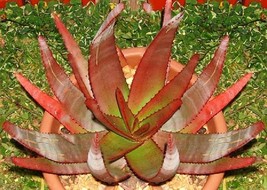 Aloe Capitata Gneissicola exotic cacti succulent rare cactus seed agave 20 SEEDS - £7.02 GBP