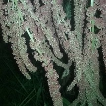 New Coral Fountain Amaranth Seeds New Fresh US Shipping - $89.63 MXN