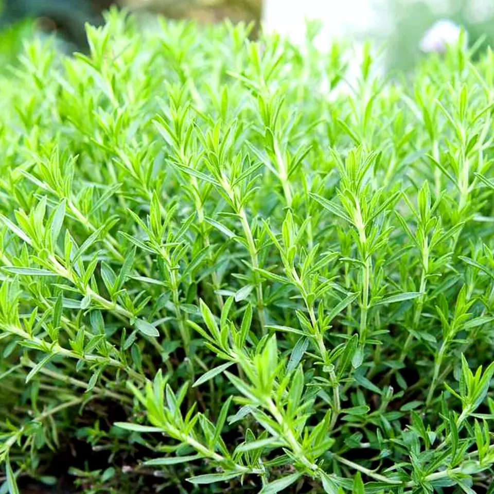 TARRAGON 2000+ SEEDS SPRING PERENNIAL HERB FLOWER GARDEN ANISE NON-GMO H... - $6.98