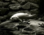 RPPC Depoe Bay Oregon OR Aquarium Wolf Fish and Red Snapper UNP Postcard... - $3.91