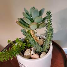 Succulents in Ceramic Planter, Live Arrangement in White Plant Pot, Give Thanks image 7