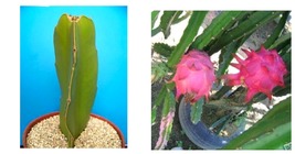 4&quot; pot Dragon fruit pitaya cactus collection cacti edible good eat plant  - £25.92 GBP