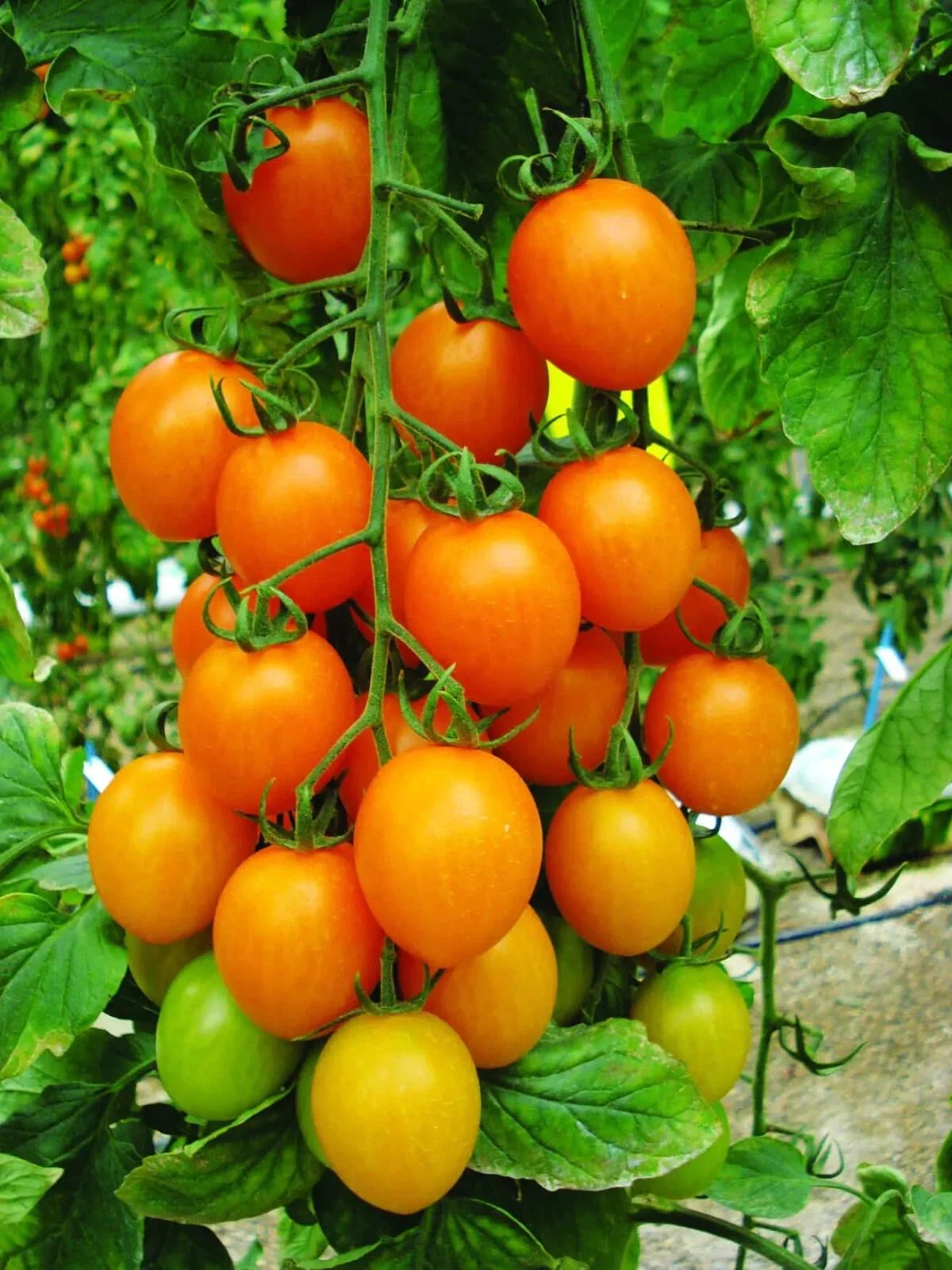 50 Seeds Matthew Tomato Vegetable Fast US Shipping - $975.00