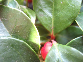 20 Creeping Wintergreen / Teaberry Gaultheria Procumbens Evergreen Flower Seeds - $20.85