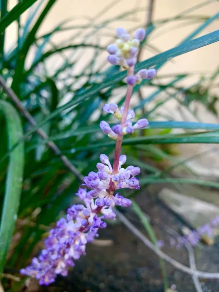 Lilyturf Liriope Muscari Big Blue Lilyturf Border Grass 15 Seeds 2023 Garden Fre - £14.37 GBP