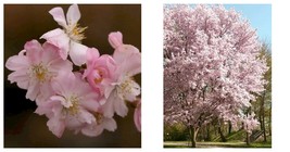 6-12&quot; Tall - Autumnalis Flowering Cherry Tree - Live Plant - Ships Potted - $82.99