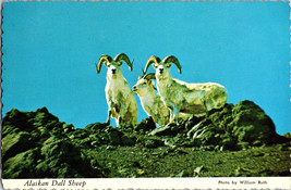 A Group of Alaskan Dall Sheep Vintage Postcard - £5.13 GBP