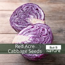 Red Acre Cabbage Seeds Organic Seeds Vegetable Seeds USA Seller - $5.24