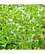 2000+ Oregano Seeds Herb Perennial Greens Greek Fresh Medicinal Non-Gmo ... - $12.29 CAD