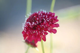 GIB 25 Seeds Easy To Grow Red Fire King Scabiosa Flowers Beautiful Growing - £7.23 GBP