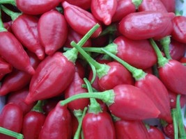 10 Inca Red Drop Pepper Seed Spicy/Hot Pepper Hot Fresh Garden - £13.36 GBP