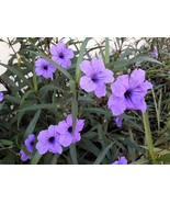 100 Blue Purple Fringeleaf Petunia Wild Ruellia Humilis Perennial Bulk S... - €10,16 EUR 100 Blue Purple Fringeleaf Petunia Wild Ruellia Humilis Perennial Bulk S... - €10,16 EUR