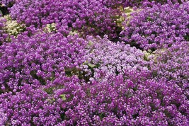 675 Seeds - Alyssum, Royal Carpet Purple Annual Flower,  Buy 15- - $1.50