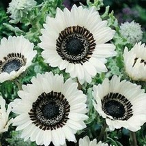 VP Snow White Sunflower Seeds Flowers Seed Flower Perennial 25 Seeds Non Gmo / T - £4.39 GBP