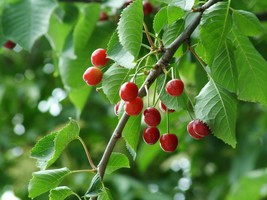 1-2 year old plant well rooted Prunus Avium (Wild Sweet Cherry) sent bare root - £55.14 GBP