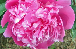 Heirloom &#39;Tou guan&#39; Pink Peony Shrub, globular big flowers with single p... - $10.96