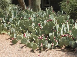 Opuntia Engelmannii Prickly Pear Cactus Seeds USA Fast Shipping - $18.98