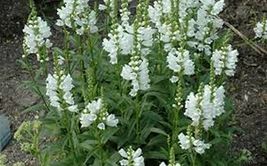 Obedient Plant- White- 50 Seeds_Tera Store - £4.77 GBP