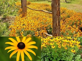 2001+BLACK EYED SUSAN Perennial Native Wildflower Flower Seeds Drought Heat Cold - £10.35 GBP