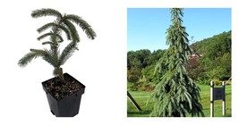 Weeping White Spruce Tree - Picea glauca Pendula - 5.5&quot; Pot - £131.87 GBP