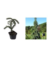 Weeping White Spruce Tree - Picea glauca Pendula - 5.5&quot; Pot - £128.98 GBP