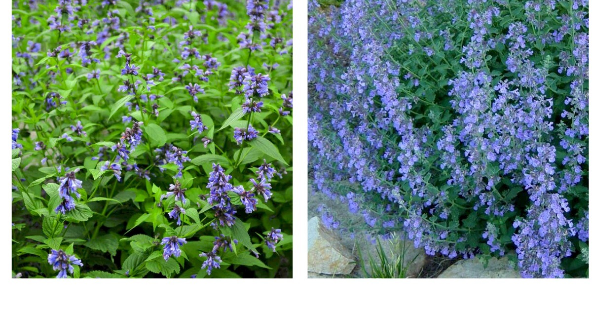 Primary image for 600 Seeds CATMINT Lavender Blue Perennial Teas Insect Repellant 
