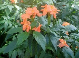 GIB Crossandra infundibuliformis | Orange Firecracker Flower | 20 Seeds - £12.22 GBP