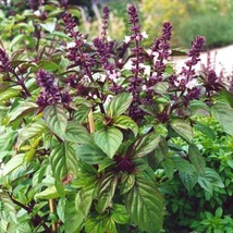 Licorice Basil Seeds Ocimum Basilicum Packet Of 40 Seeds US Seller Fast ... - £6.79 GBP