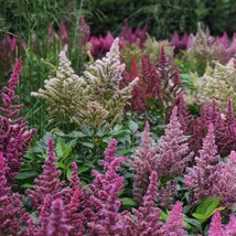 Fast Ship USA Seller Astilbe Bunter Mix Flower Seeds Astilbe Arendsii 50 Seeds - $13.98