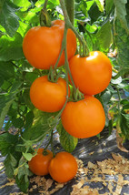 PWO 50 Seeds Moonglow Tomato Tomatoe Vegetable Garden Edible Canning - £3.42 GBP