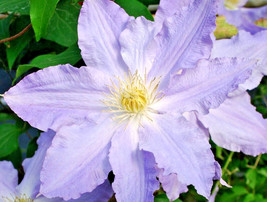 Fast Ship USA Seller 15 Vancouver Sea Breeze Clematis Seeds Clematis - £12.18 GBP