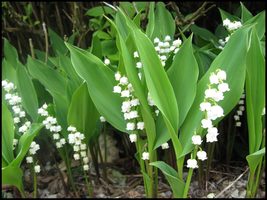 10 Lily of the Valley roots May Lily, May Bells (Convallaria majalis) - £6.33 GBP