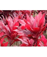 Red Hawaiian &quot;Lucky&quot; Ti Plant Logs - £18.77 GBP