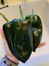 AW 25 Ancho Poblano Chili Pepper Seeds Mexican Heirloom Non-Gmo Organic ... - $9.86