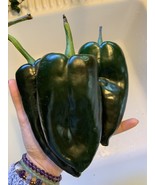 AW 25 Ancho Poblano Chili Pepper Seeds Mexican Heirloom Non-Gmo Organic ... - $13.82 CAD