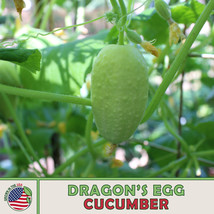 Grow In US 10 Dragon&#39;S Egg Cucumber Seeds Heirloom Non-Gmo - £7.52 GBP
