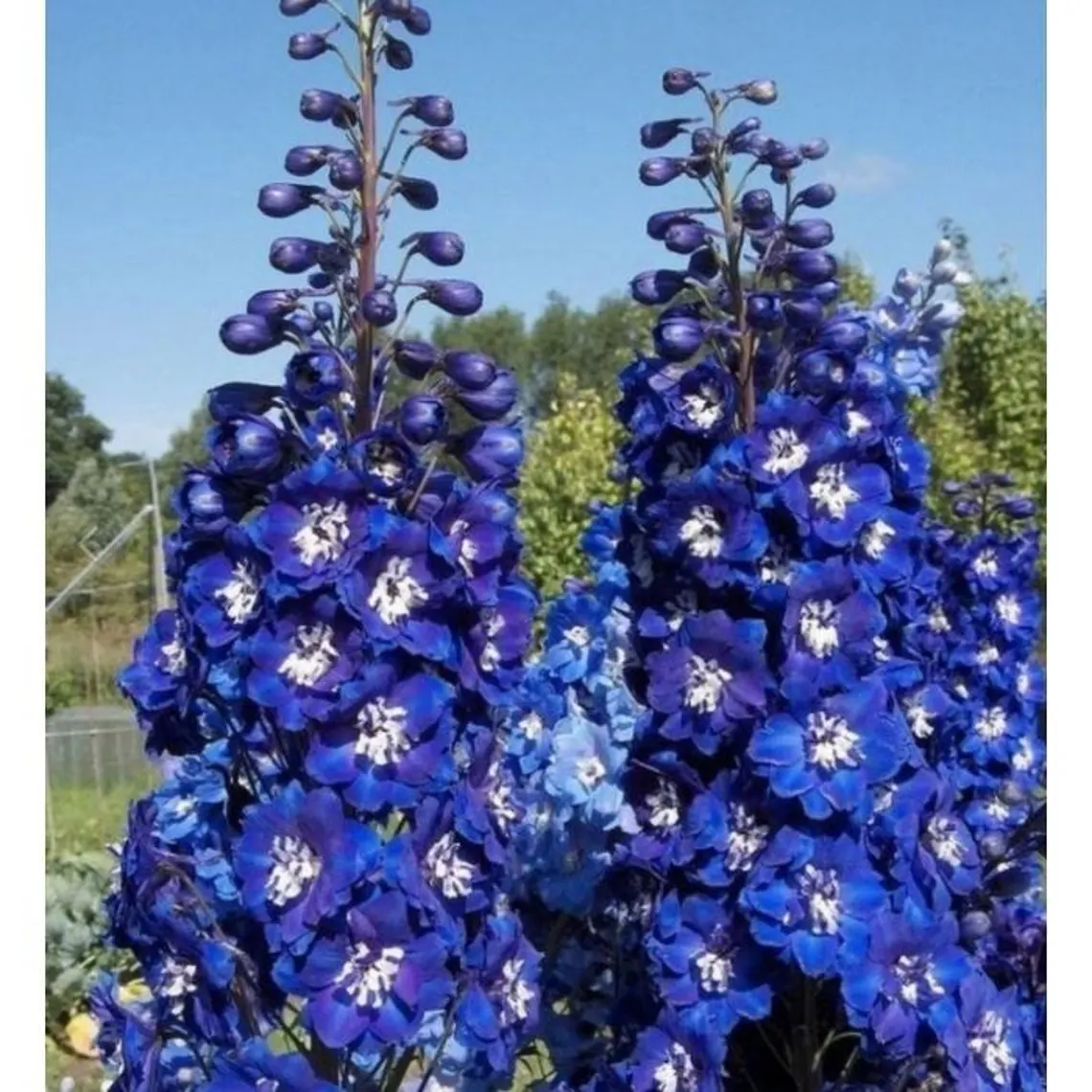 Delphin Blue king, Flower 30Seeds fresh High germation - $103.19 MXN
